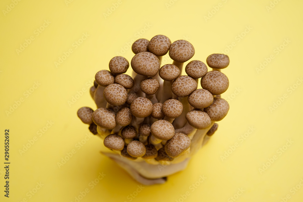 fresh brown shimeji mushroom, beech mushroom or edible mushroom on Yellow background fresh brown shimeji mushroom, beech mushroom or edible mushroom on Yellow background