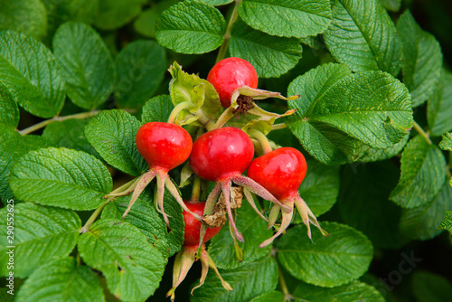 Rosehip ripe on the branch. Berries red wild roses.