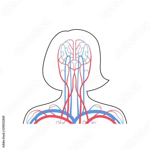 circulatory system anatomy