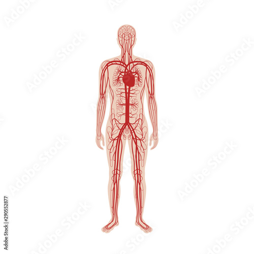 circulatory system anatomy