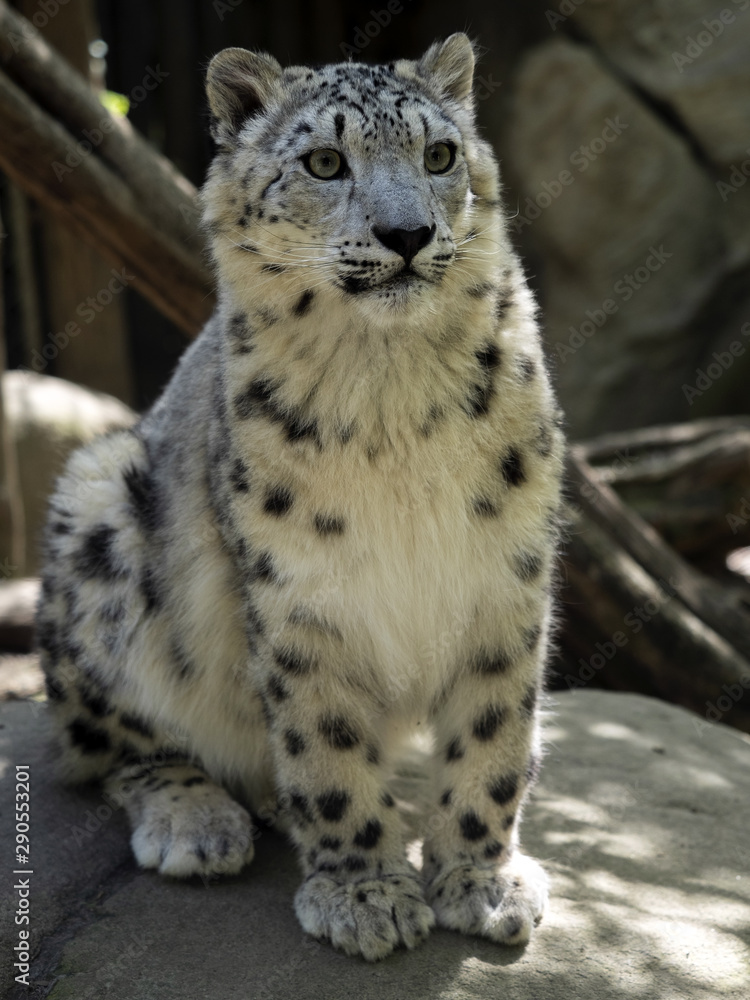 Naklejka premium A snow leopard, Panthera uncia, lies high in the branches