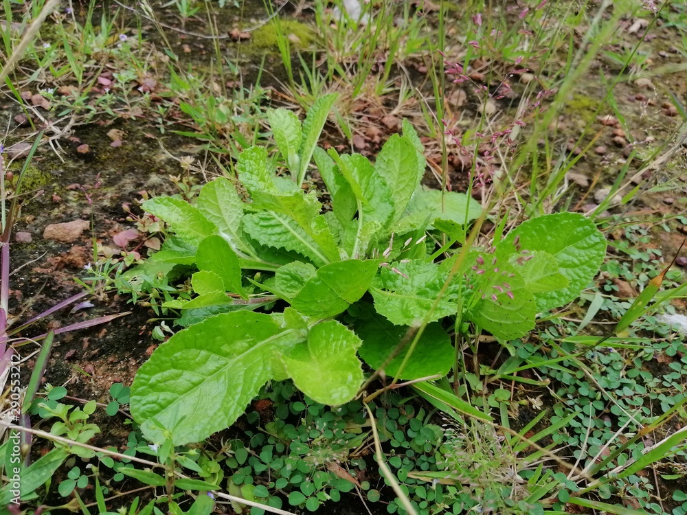 lettuce growing in the garden lettuce growing in the garden