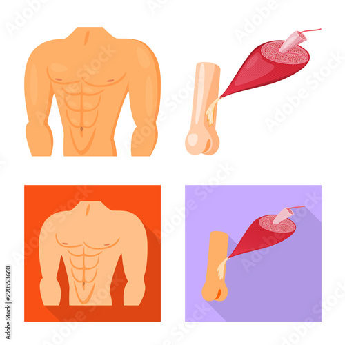 Vector design of fiber and muscular logo. Collection of fiber and body stock symbol for web.