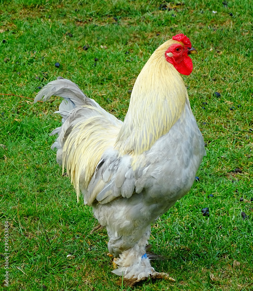 Fototapeta premium Hahn und Hühner 