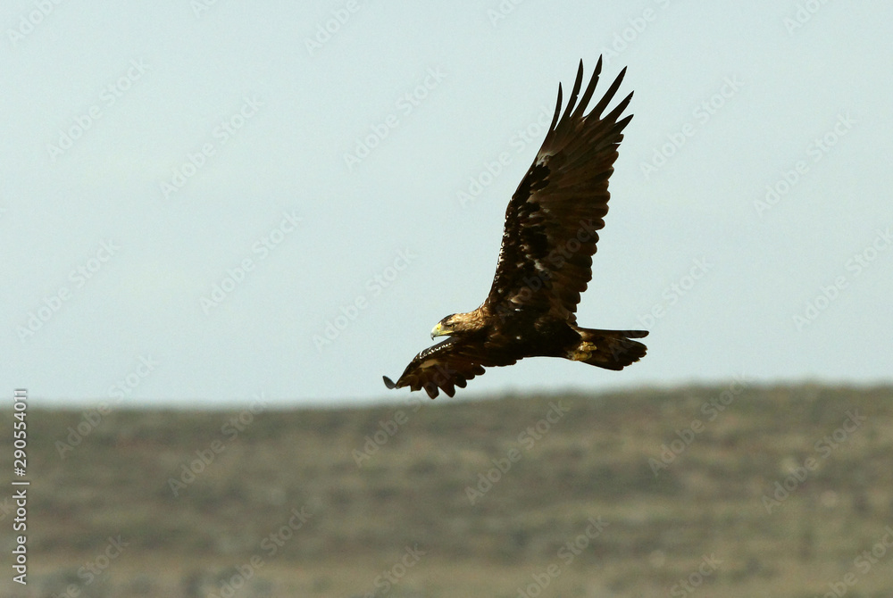 Adult male of Spanish Imperial Eagle, Aquila adalberti Adult male of Spanish Imperial Eagle, Aquila adalberti