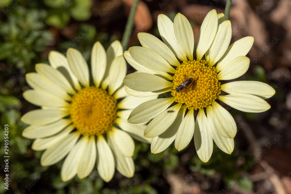 Fototapeta premium Zwei freigestellte Blüten der Färberkamille mit einem Käfer in der Draufsicht