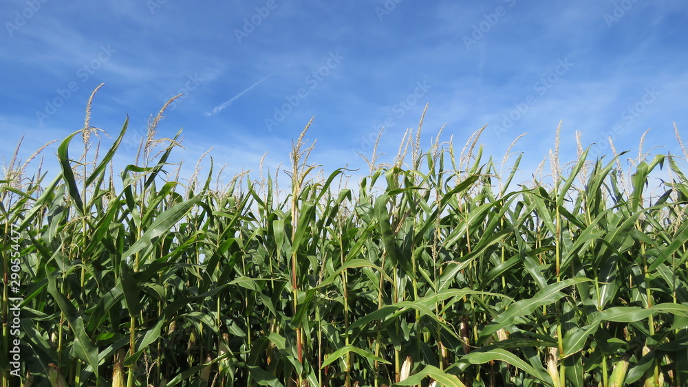 Obraz premium Maisfeld