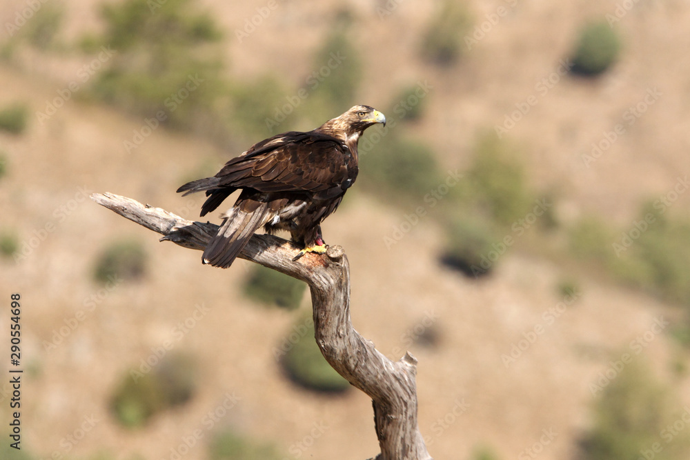 Fototapeta premium Spanish Imperial Eagle, Aquila adalberti