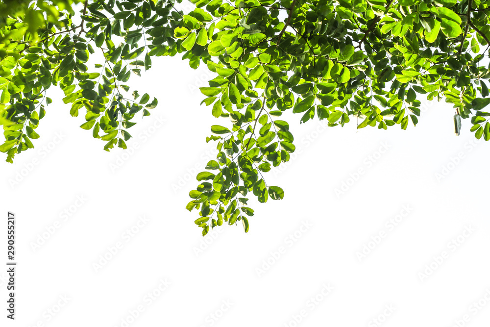 Fototapeta premium Flame with green leaf and branch on white background