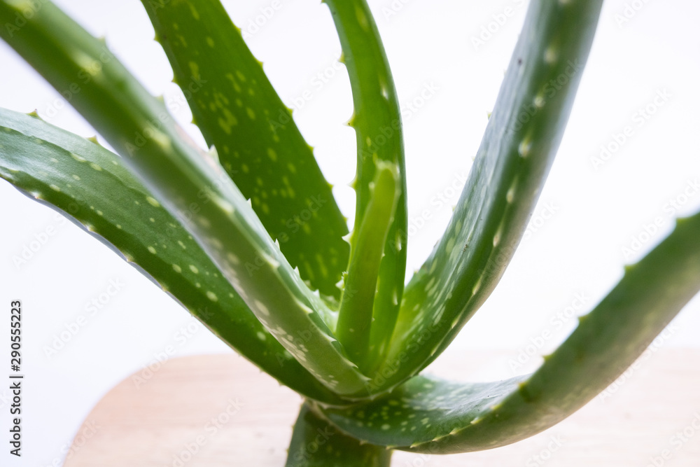 Aloe vera Gel that has both substances to cure scars And used to produce health drinks Or cosmetics that are good for the skin Aloe vera Gel that has both substances to cure scars And used to produce health drinks Or cosmetics that are good for the skin