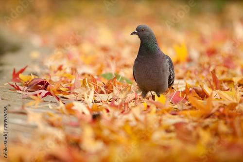 Un pigeon sur un tapis de feuille morte en automne