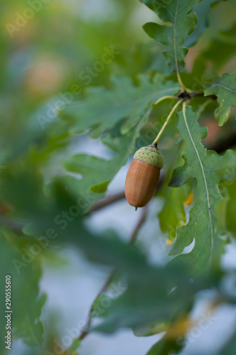 Acorn with leaves on a blurred autumn background close-up