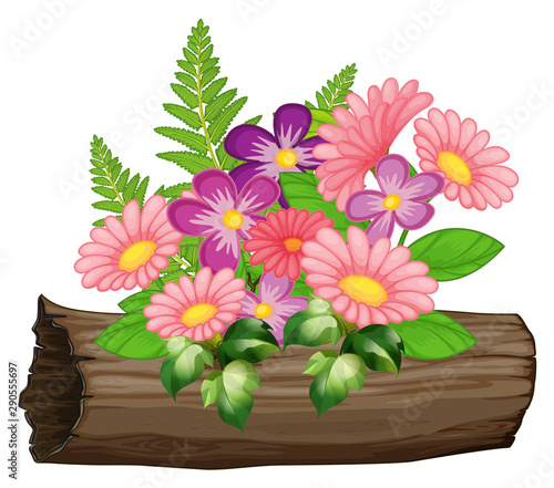 Pink and purple gerbera daisy flowers on white background