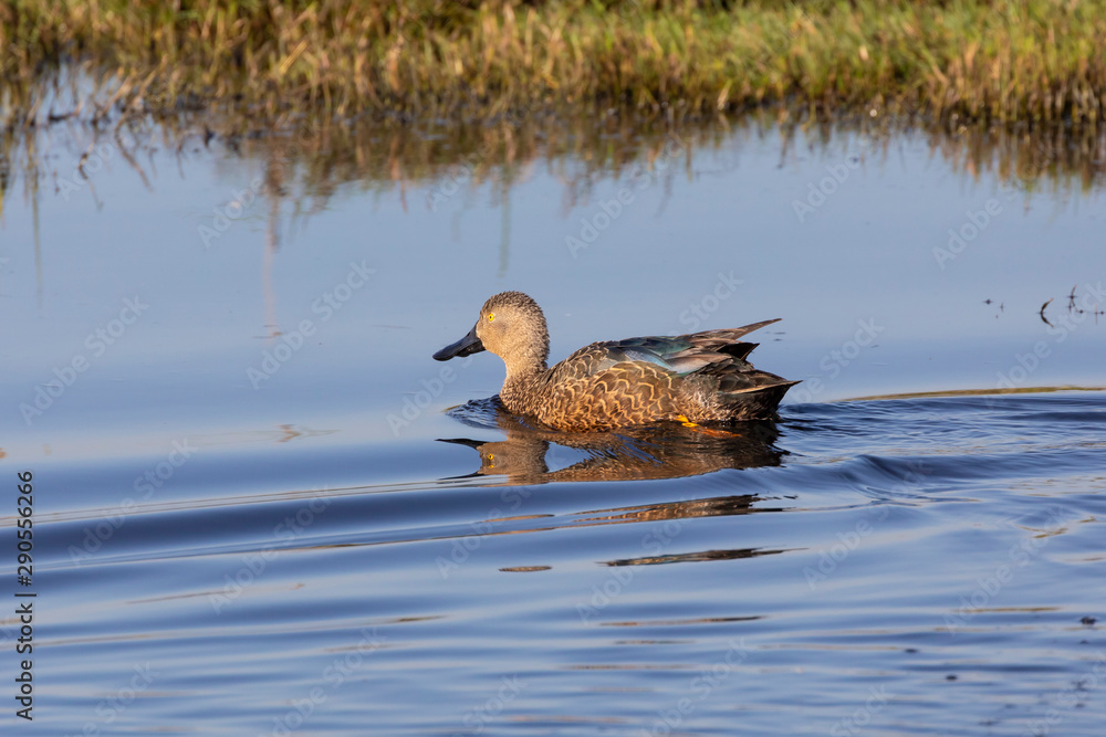 Fototapeta premium Breeding male Cape Shoveler, Anas smithii, swimming at Rietvlei Nature Reserve, Cape Town, South Africa