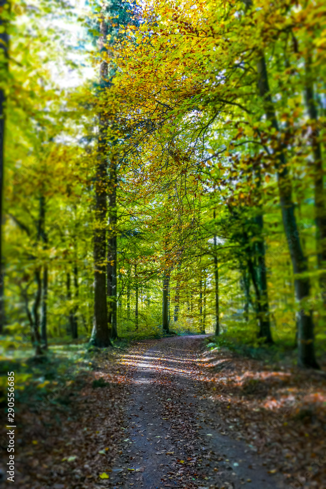 Fototapeta premium Sonnenlicht im Herbstlichen Wald