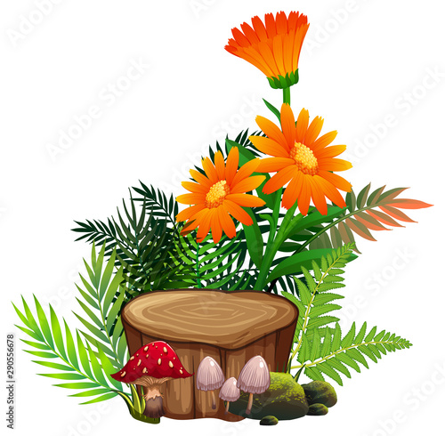 Gerbera daisy flowers and ferns on white background