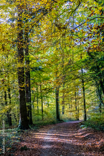 Sonnenlicht im Herbstlichen Wald © focus finder