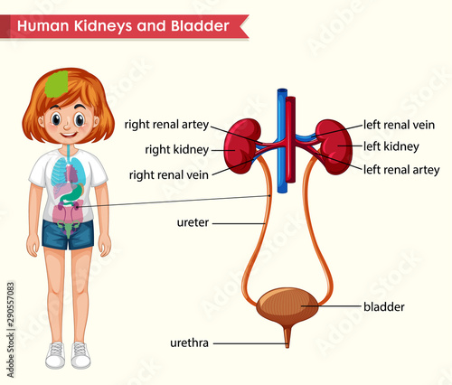 Scientific medical illustration of kidneys and bladder anatomy