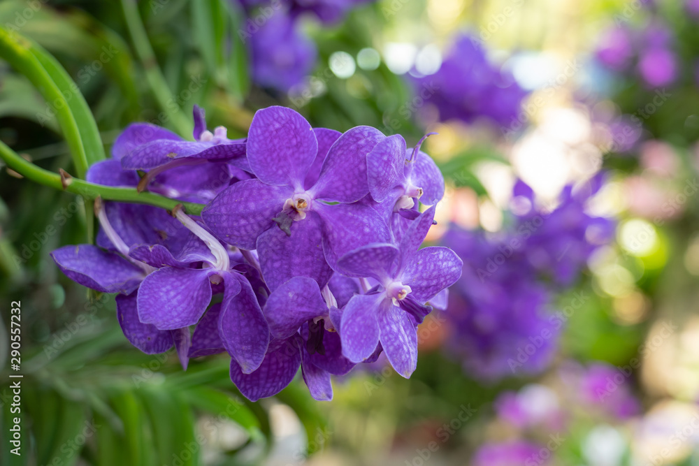 Beautiful orchid flowers background in the garden Beautiful orchid flowers background in the garden