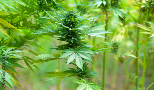 Fototapeta Naklejka Na Ścianę i Meble -  Field of green marijuana, cannabis field, hashish, cannabis background, leaf of marijuana plant.