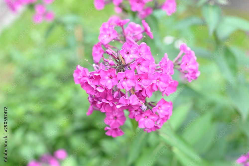 purple flowers in the garden purple flowers in the garden