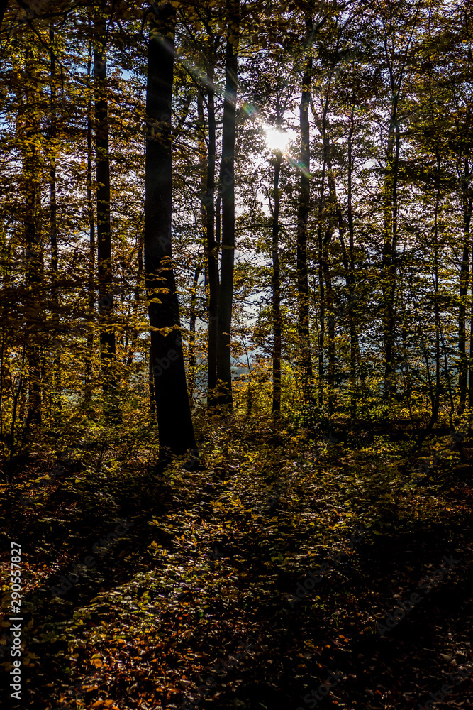 Fototapeta premium Sonnenlicht im Herbstlichen Wald