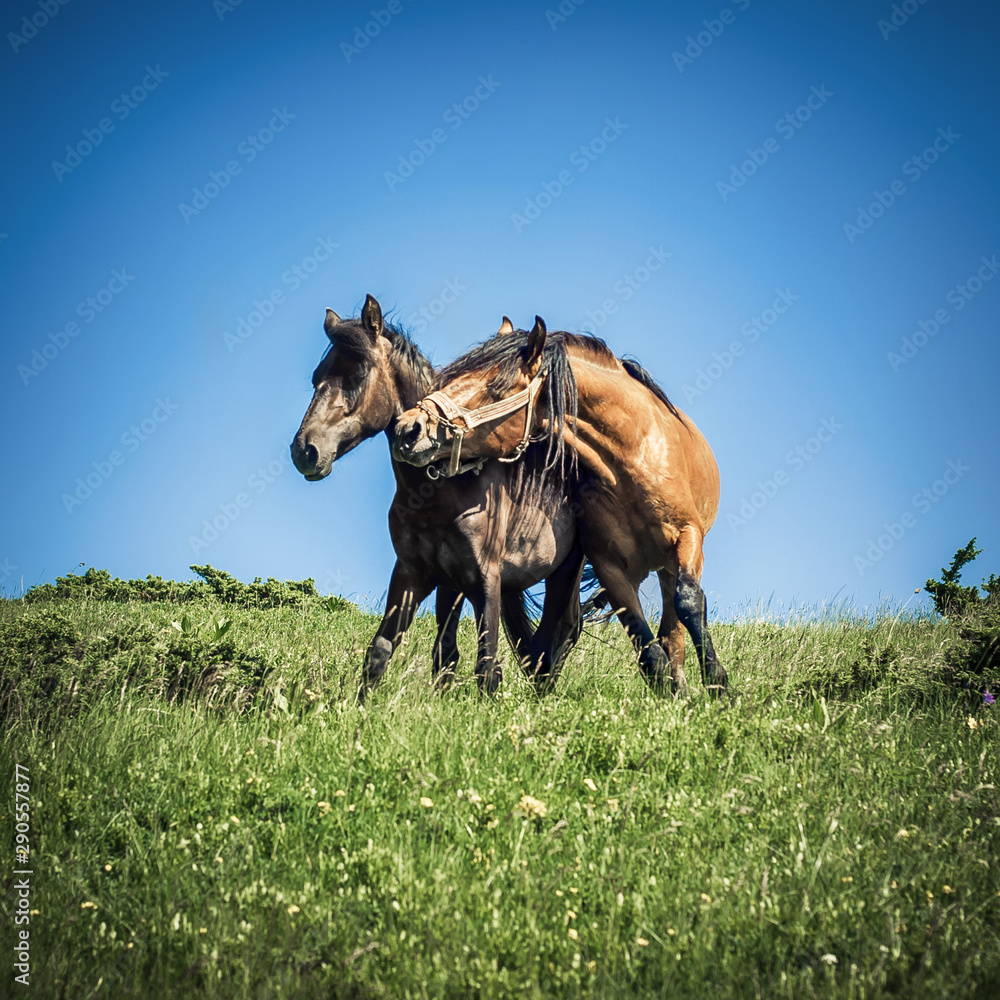 Horses in love. Two horse portrait on mountain environment