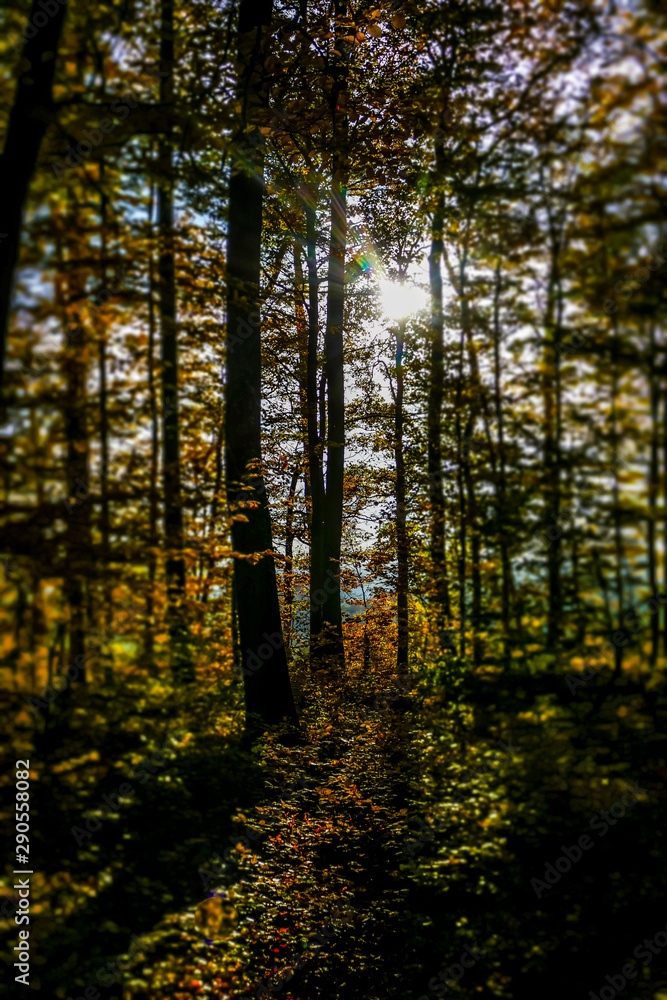 Sonnenlicht im Herbstlichen Wald