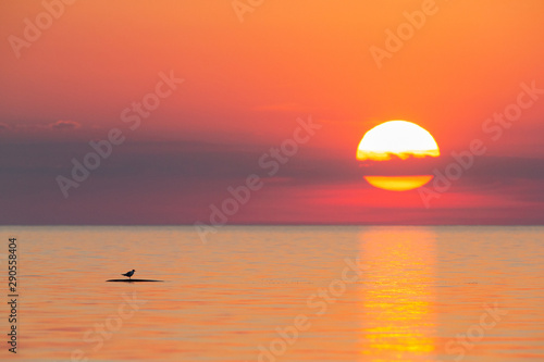 Seagull enjoying the sunset © Remo