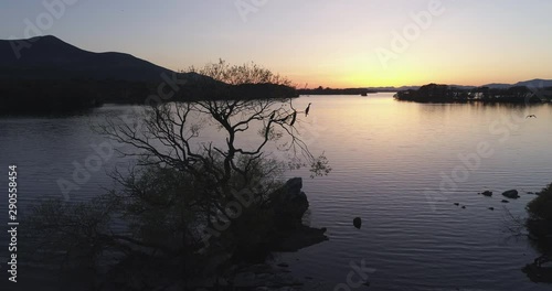 Birds roost on tree in Irish lake, wide aerial