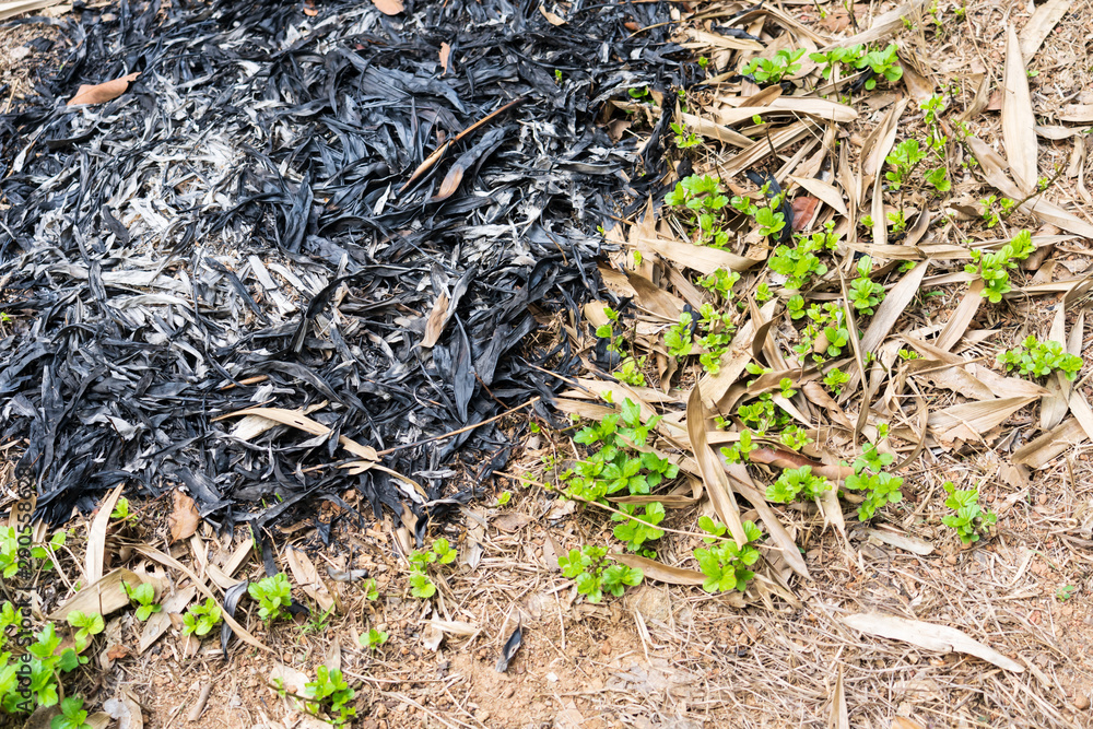 Traces of burning leaves on the ground