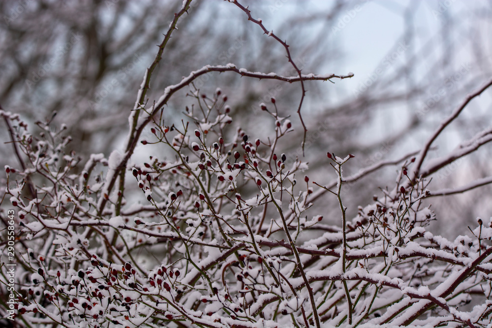 Obraz premium winter landscape