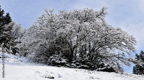 Arbres sous la neige à Autrans - France photo