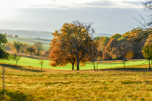 Fototapeta Naklejka Na Ścianę i Meble -  Herbstliche Blätter an Obstbäumen