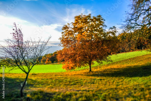 Fototapeta Naklejka Na Ścianę i Meble -  Herbstliche Blätter an Obstbäumen