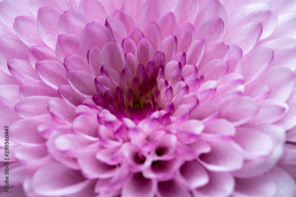 Close up shot of flowers petal
