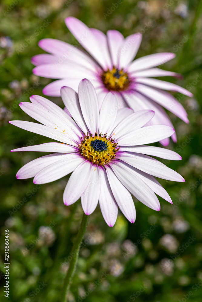 Pink purple tinged white leaves of the African Daisy (Osteospermum jucundum) Pink purple tinged white leaves of the African Daisy (Osteospermum jucundum)