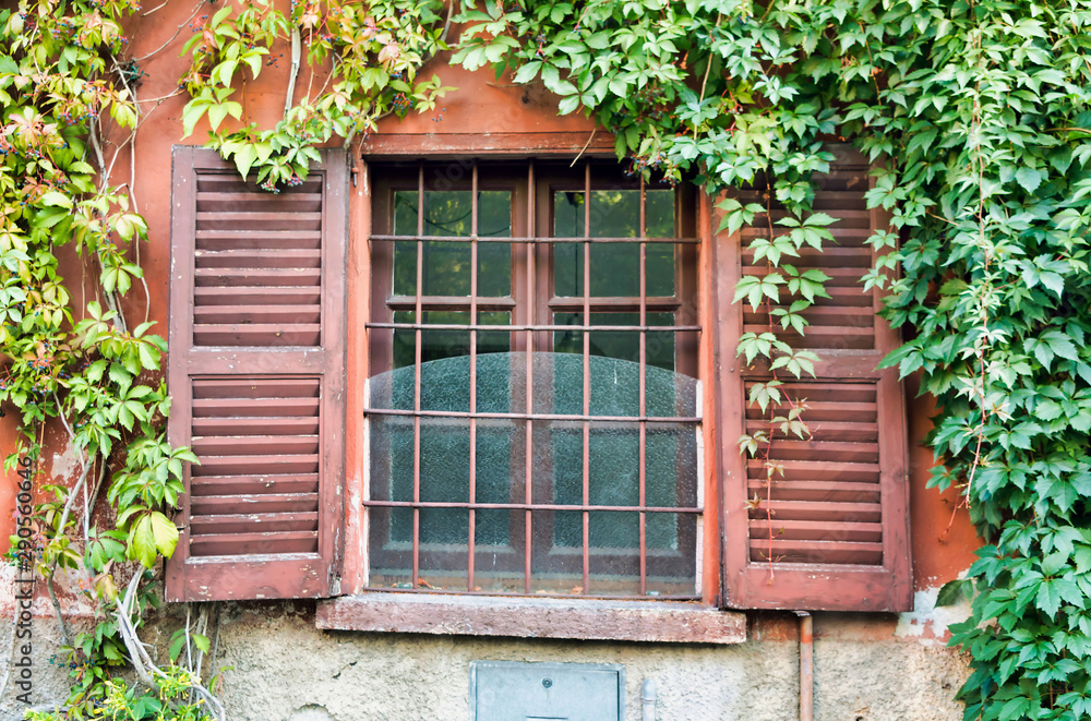 Window with Ivy Window with Ivy