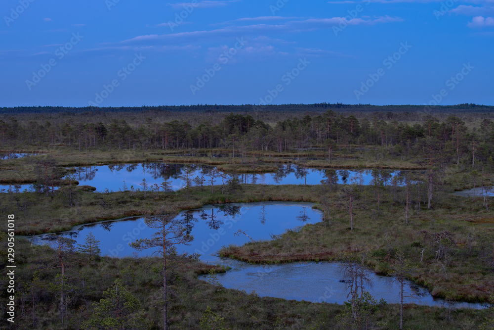 Blue hour in the bog