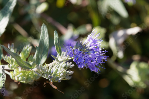 Caryopteris x clandonensis | Caryopteris de clandon | Spirée bleue photo