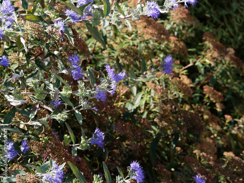Wallpaper Mural Caryopteris x clandonensis | Caryopteris de clandon | Spirée bleue ou barbe bleue Torontodigital.ca