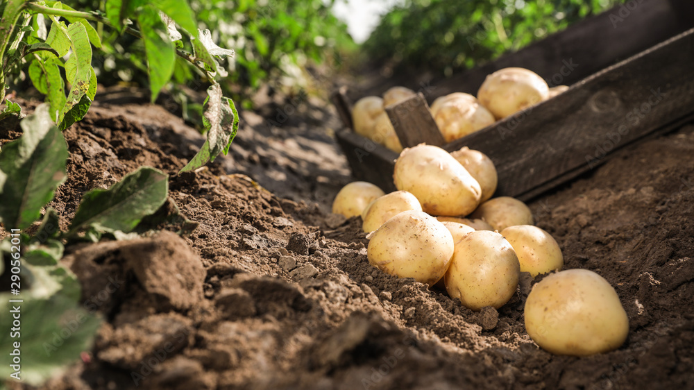 Pile of ripe potatoes on ground in field - obrazy, fototapety, plakaty 