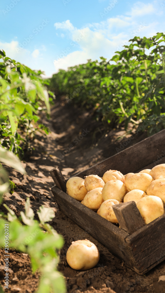 Wooden crate with raw potatoes in field Wooden crate with raw potatoes in field