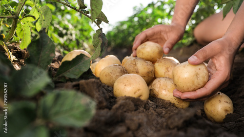 Woman stacking raw potatoes in field, closeup
