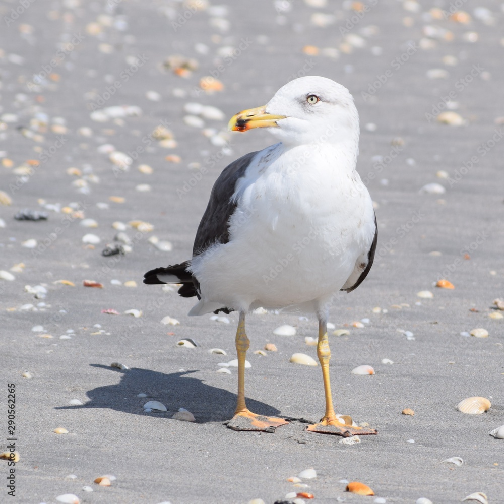 Obraz premium seagull on beach