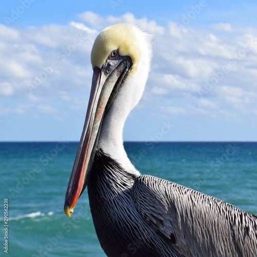 pelican