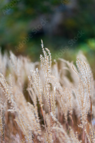 Miscanthus sinensis purpurascens during autumn