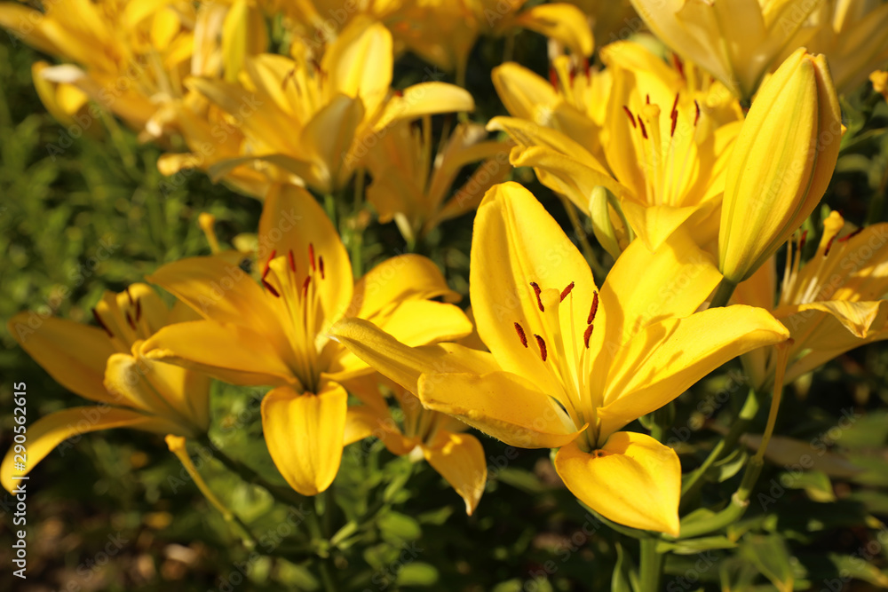 Beautiful yellow lilies in blooming field on summer day Beautiful yellow lilies in blooming field on summer day