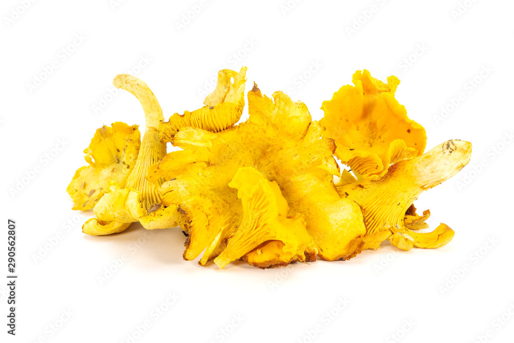 Raw fresh organic chanterelle mushrooms in natural condition Raw fresh organic chanterelle mushrooms in natural condition