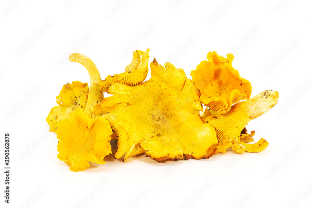Fototapeta premium Raw fresh organic chanterelle mushrooms in natural condition